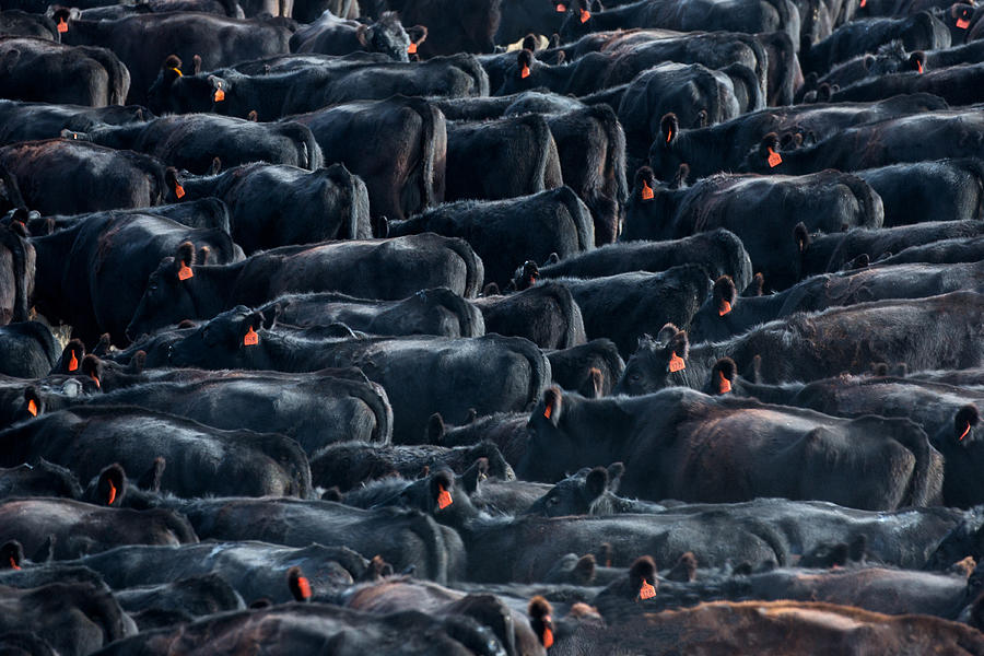 Large Herd of Black Angus Cattle Photograph by Todd Klassy
