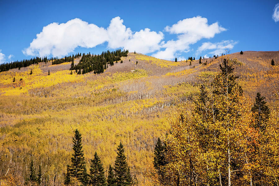 Large Hill of Aspen Trees in Fall Photograph by Marilyn Hunt