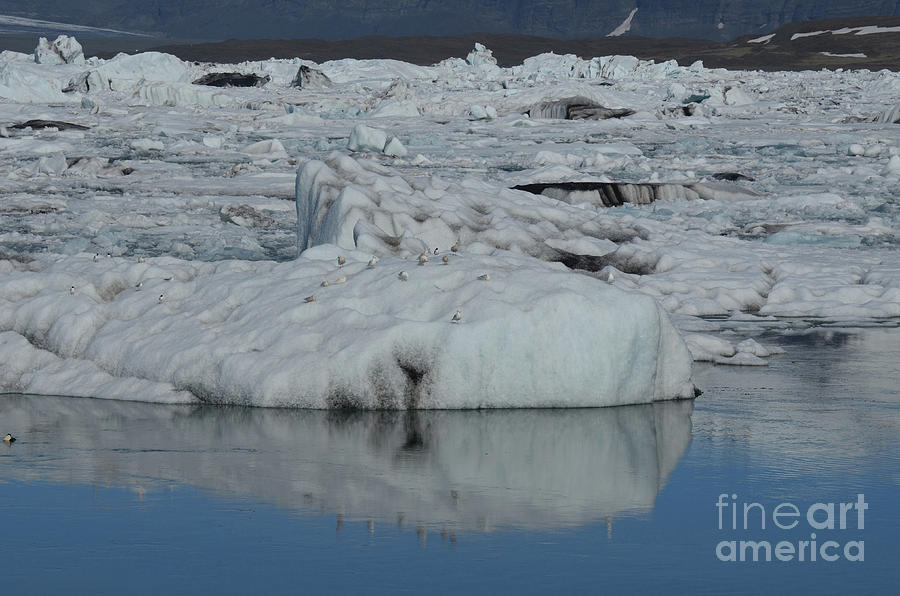 Large icecap in an icelandic lagoon with birds resting on it  Photograph by DejaVu Designs