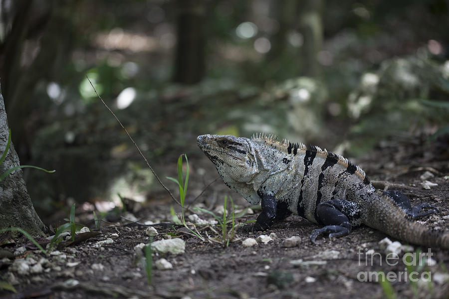 Nature Photograph - Large Iguana in Nature by Brandon Alms