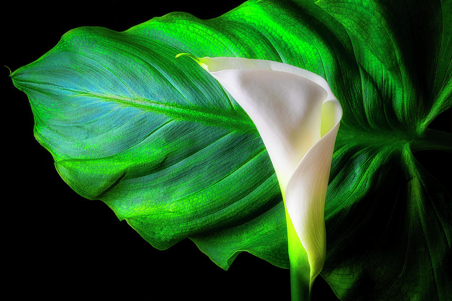 Large Leaf And Calla Lily Photograph by Garry Gay