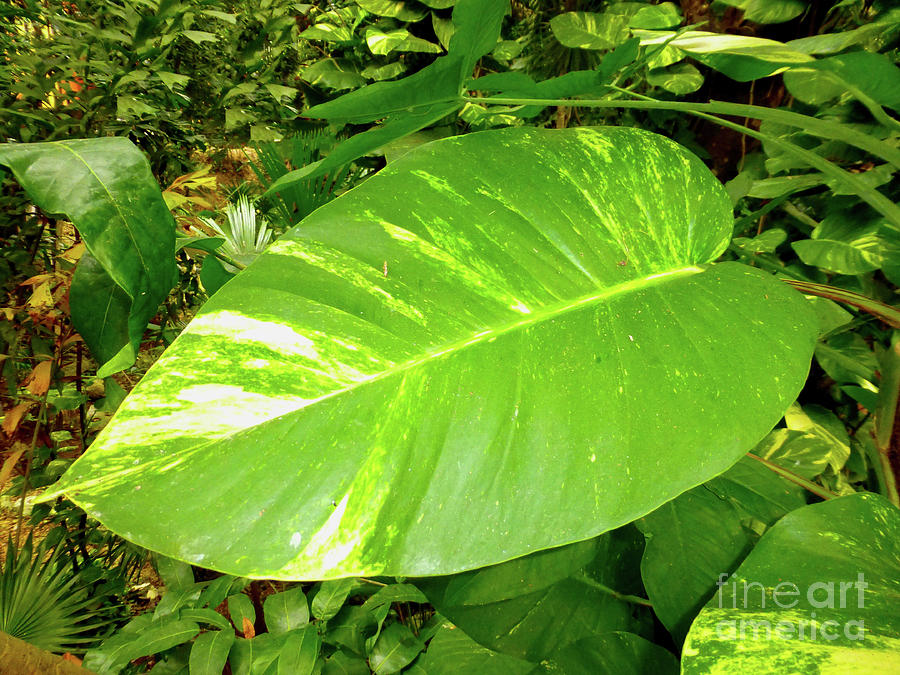 Large leaf Photograph by Francesca Mackenney