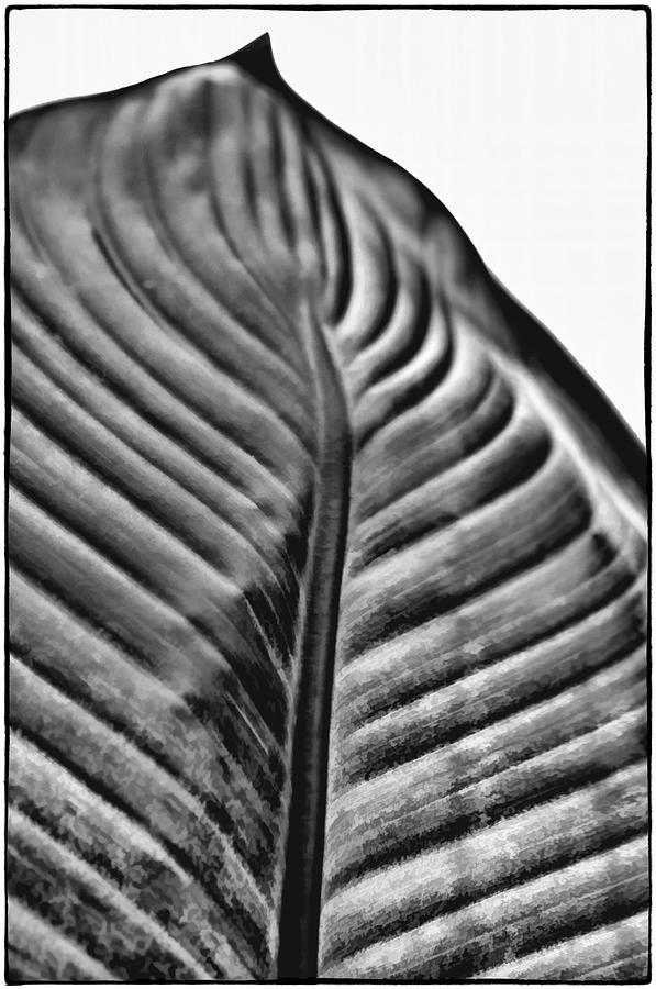 Large Leaf Photograph by John Hansen