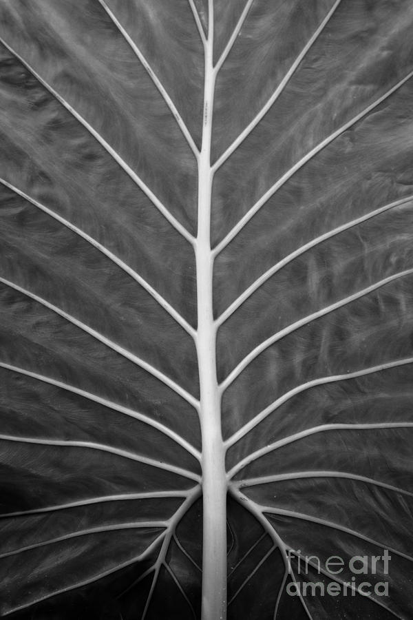 Large Leaf Photograph by Ken DePue