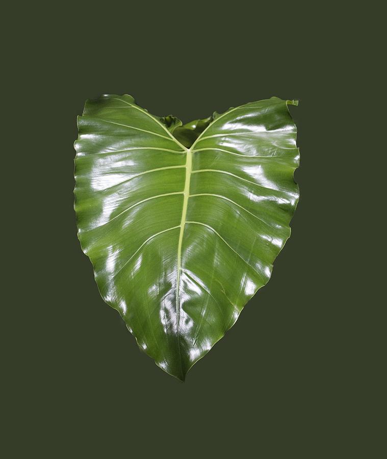 Large Leaf Transparency Photograph by Richard Goldman