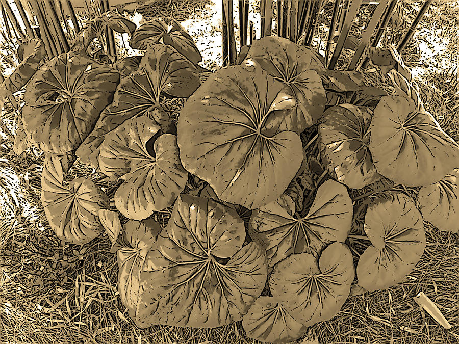 Garden Digital Art - Large-Leafed Plant in Sepia Tones by Marian Bell