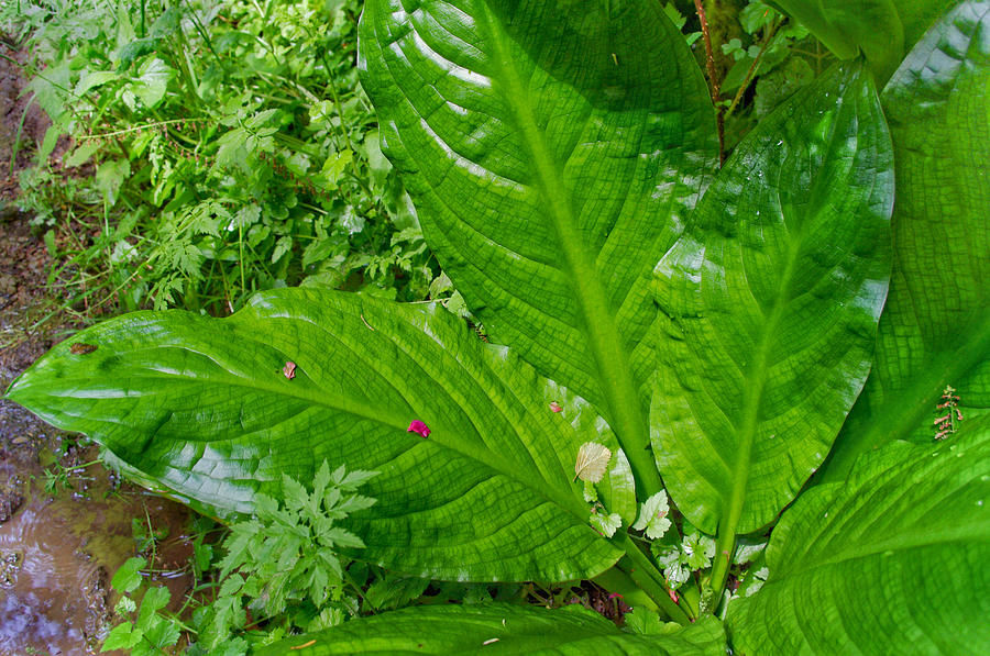 Large Leaves Photograph by Adria Trail