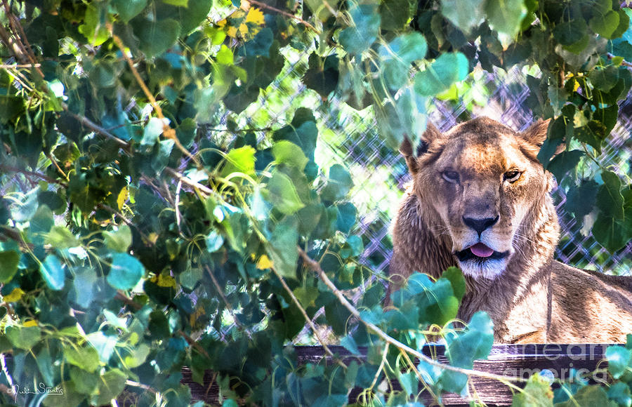 Large Lion At Shambala Photograph