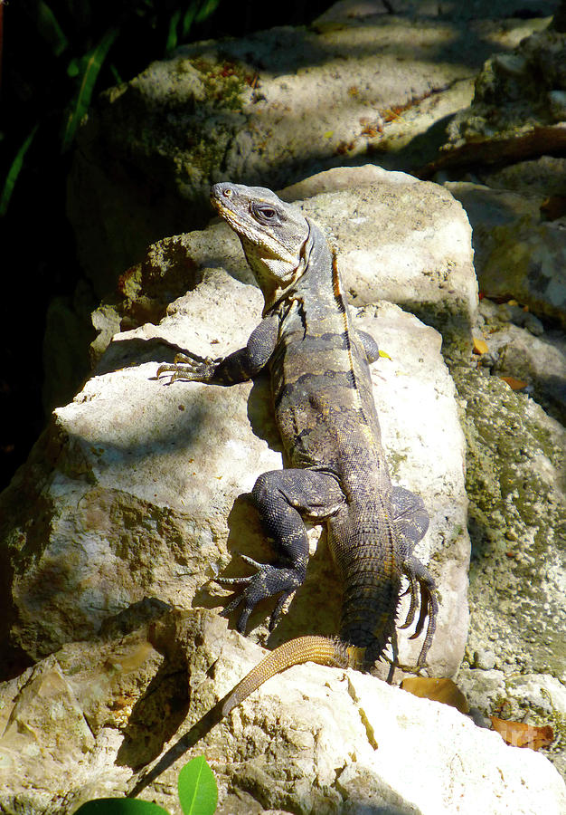 Large Lizard M Photograph by Francesca Mackenney