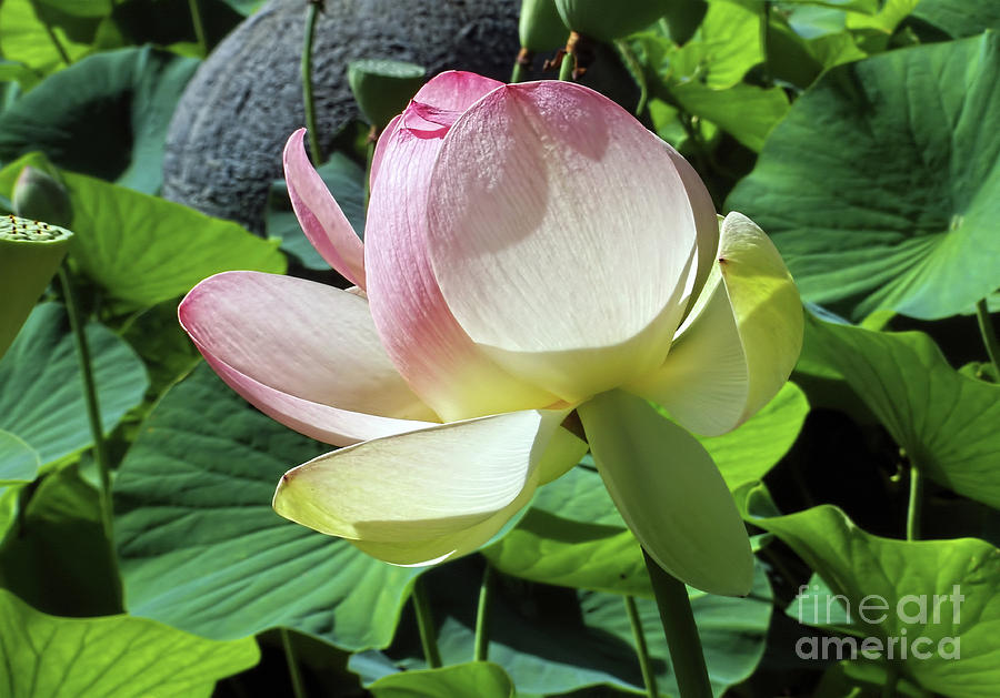 Lily Photograph - Large Lotus Lily by Kaye Menner by Kaye Menner