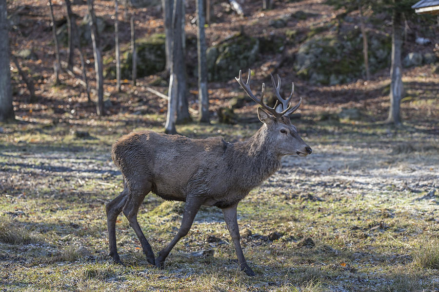 Large Male Elk Photograph by Josef Pittner