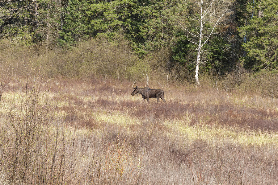 Large male moose fedding Photograph by Josef Pittner