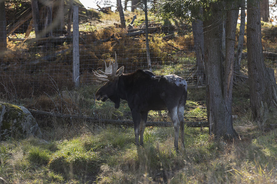 Large moose in the woods Photograph by Josef Pittner