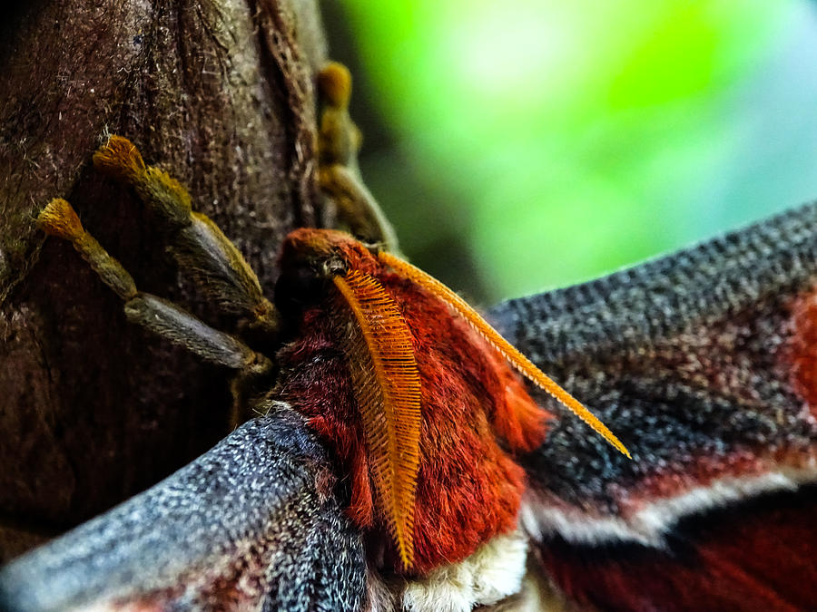 Large Moth Macro Photograph by Lilia S