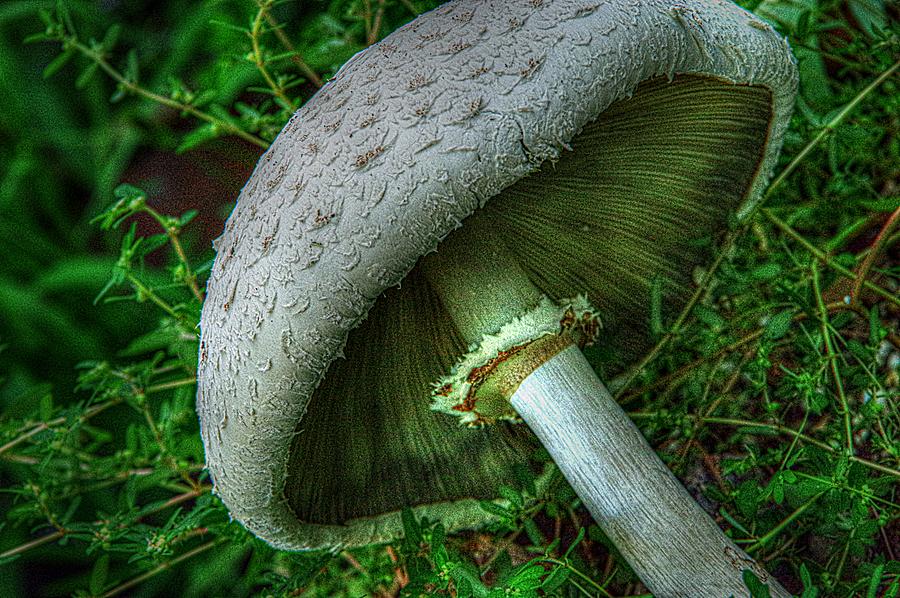 Large Parasol Mushroom Photograph by Karen McKenzie McAdoo