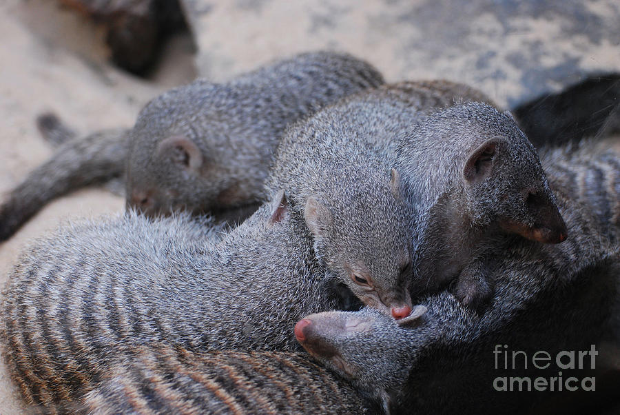 Large Pile of Dwarf Mongooses with Stripes Photograph by DejaVu Designs