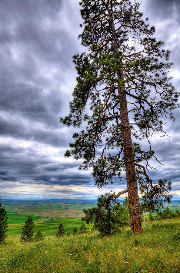 Landscape Photograph - Large Pine on Kamiak by David Patterson