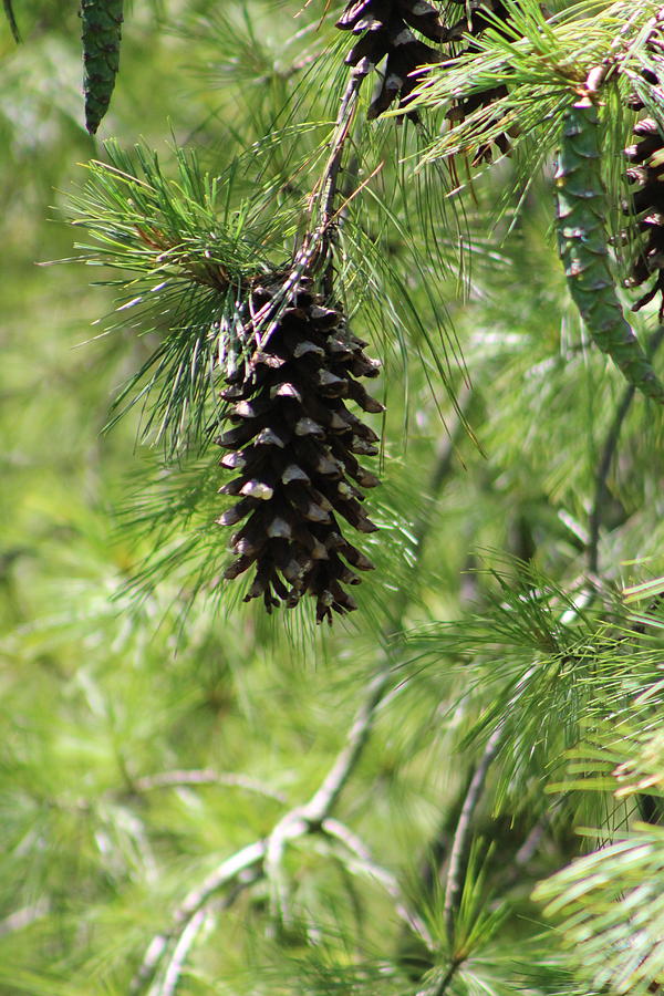 Large Pinecones on Tree Photograph by Colleen Cornelius