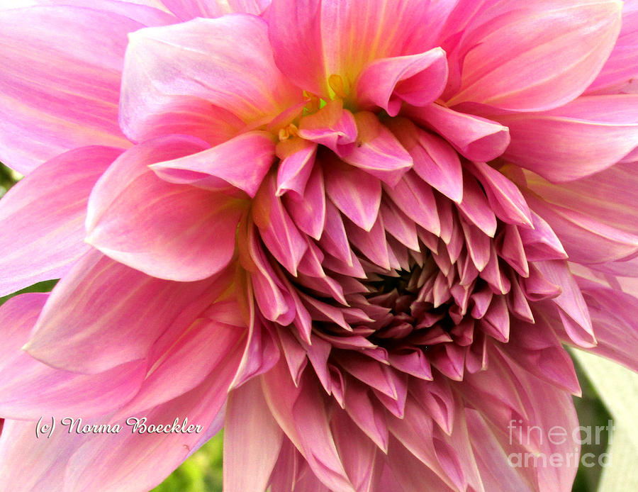 Nature Photograph - Large Pink Dahlia  by Norma Boeckler