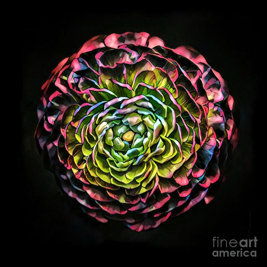 Large pink flower against black background Digital Art by Amy Cicconi