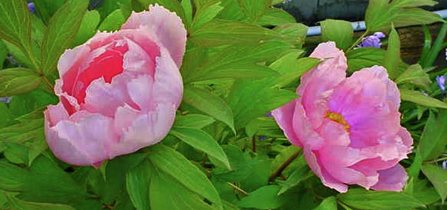 Large Pink Peonies Photograph by Jay Milo