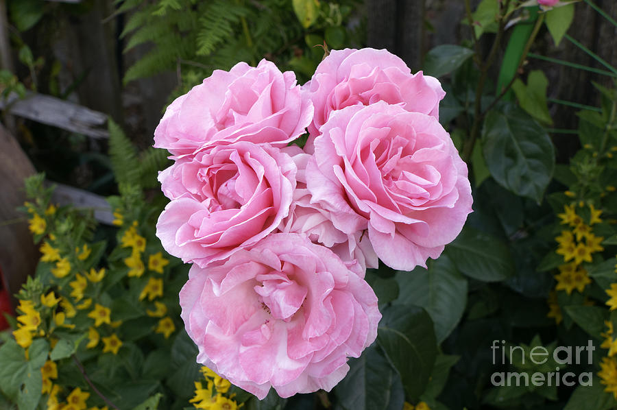 Large Pink Roses Photograph by John  Mitchell