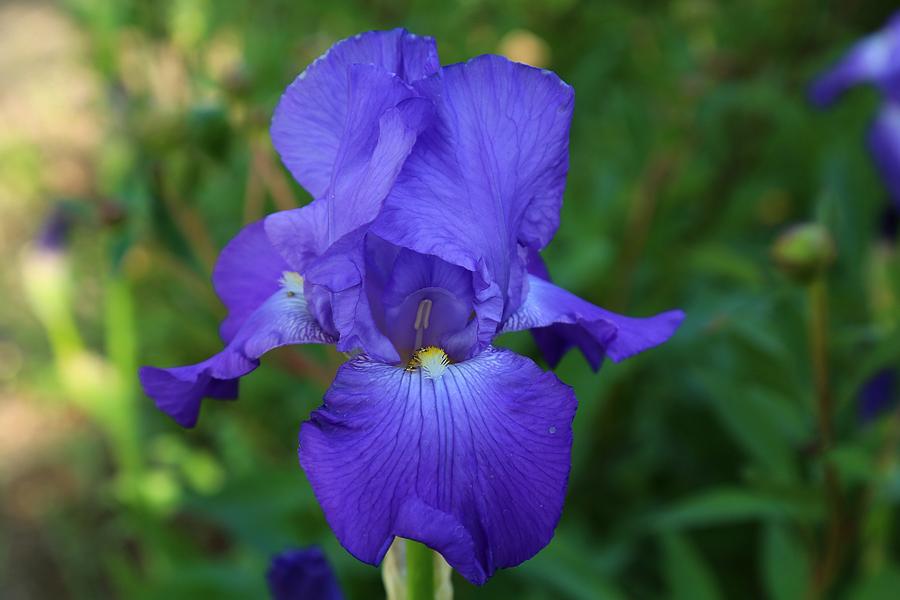 Large purple iris with bugs Photograph by Lynn Hopwood