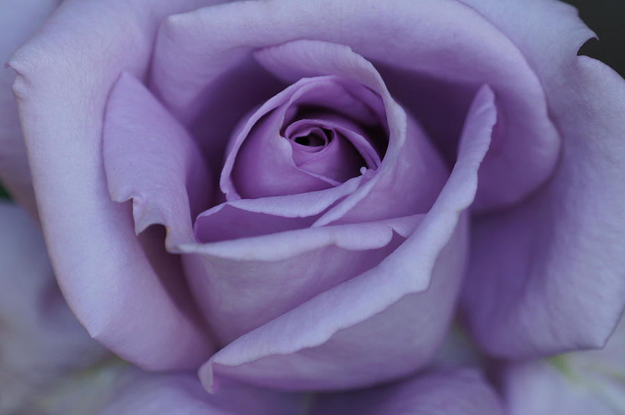 Large Purple Rose Center - 002 Photograph by Shirley Heyn