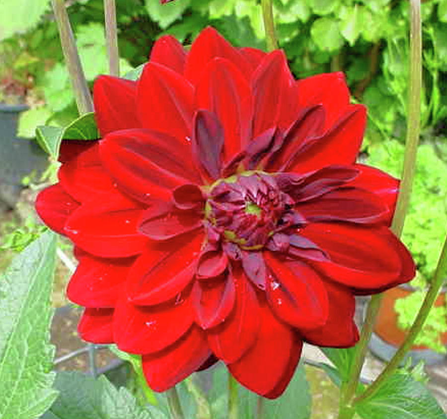 Large Red Dahlia Photograph by Jay Milo