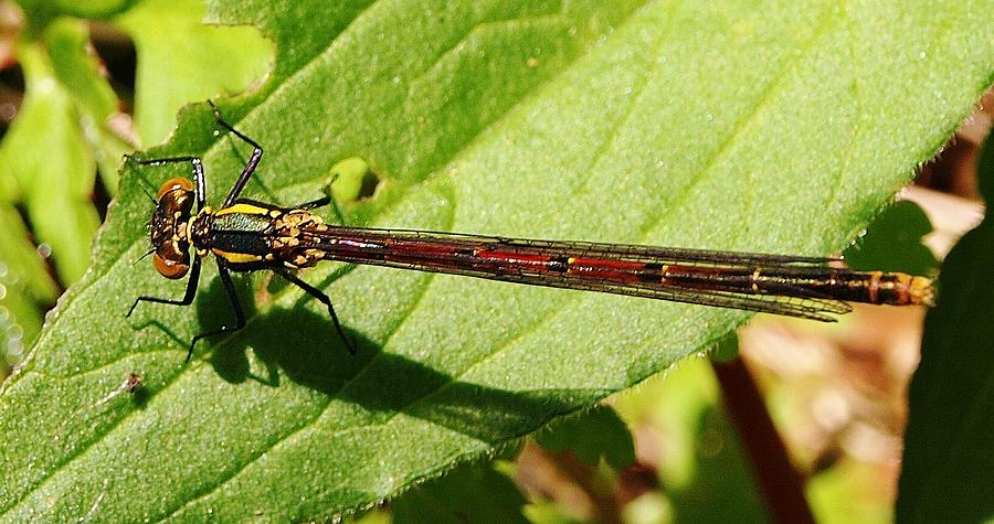 Large Red Damselfly Photograph by Richard Brookes