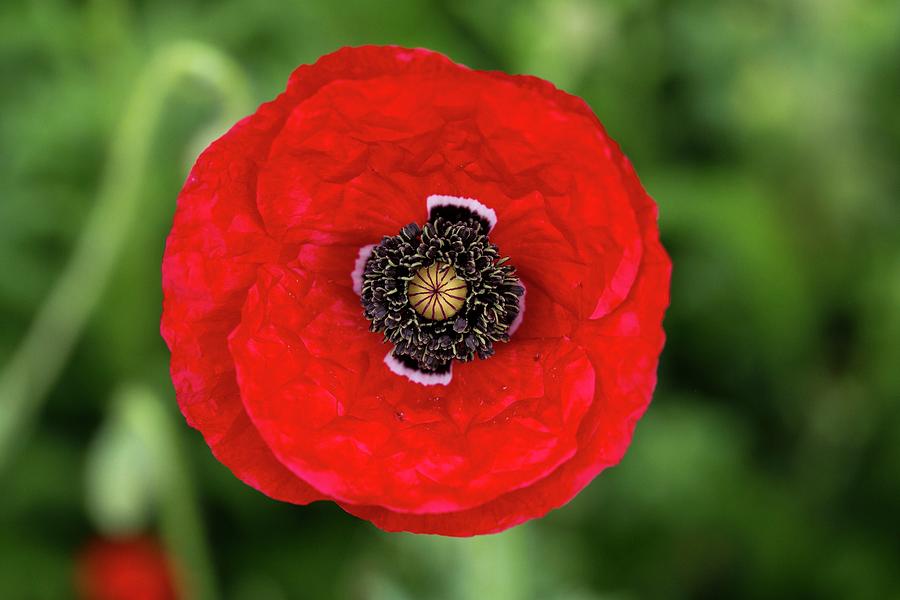 Large red poppy Photograph by Lynn Hopwood