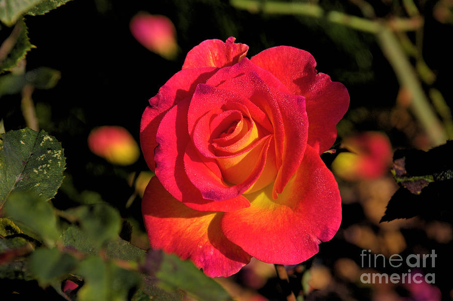 Large Red Rose with Yellow center Photograph by David Frederick