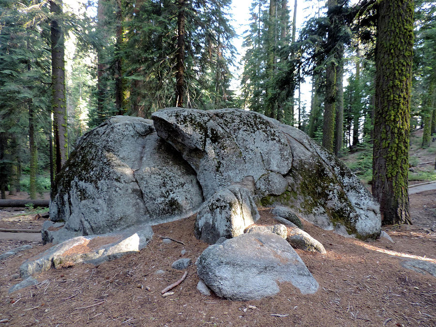 Large Rock At Mc Kinley Grove Photograph