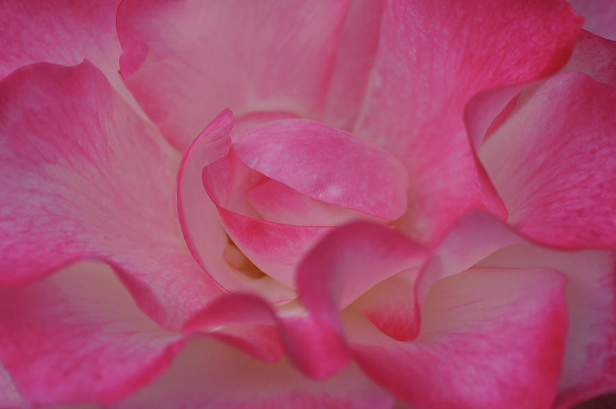 Large Rose Center Photograph by Shirley Heyn