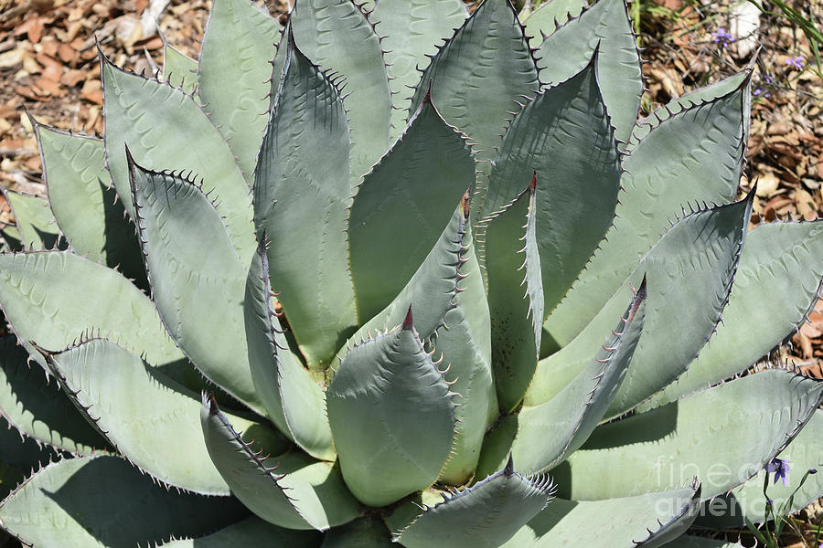 Large Rosette of Aloe Vera Plant in California Photograph by DejaVu Designs