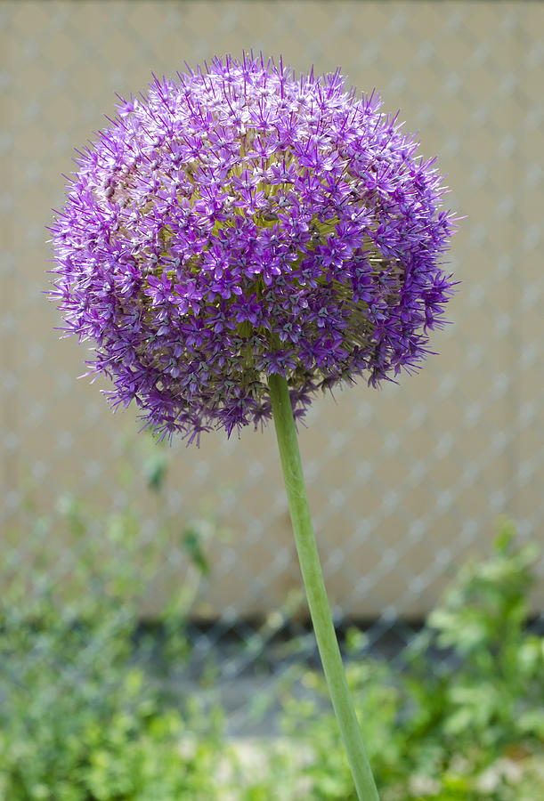 Large Round Purple Flower Photograph by Lynn Hansen