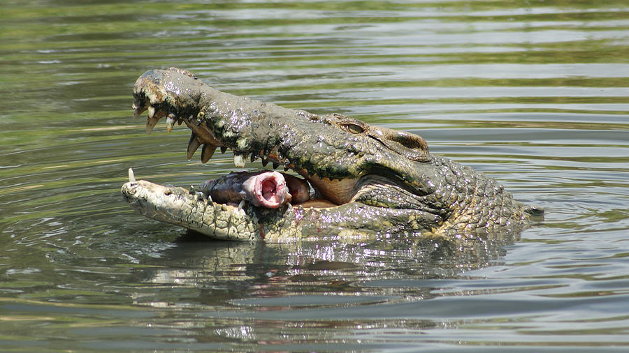 Large Saltwater Crocodile 1 Photograph By Gary Crockett - Fine Art America