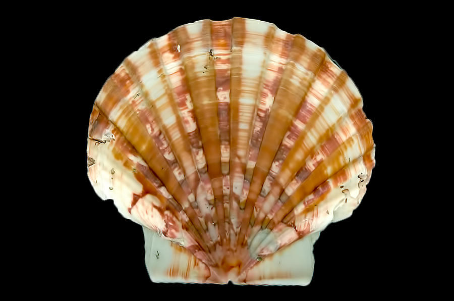 Large Scallop  Digital Art by Cathy Anderson