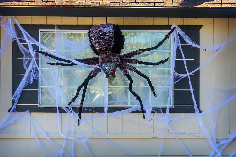 Large Scary Spider  Photograph by Garry Gay