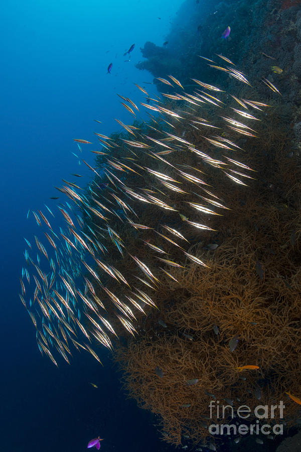 Large School Of Razorfish Swimming Photograph