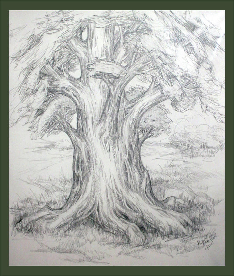 Large Shady Tree Drawing by Ruth Renshaw