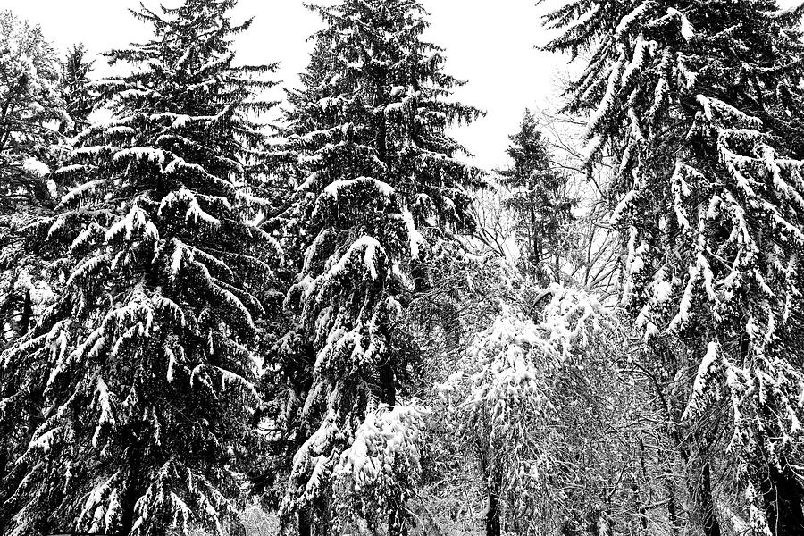 Large Snow Laden Evergreens Photograph by Polly Castor