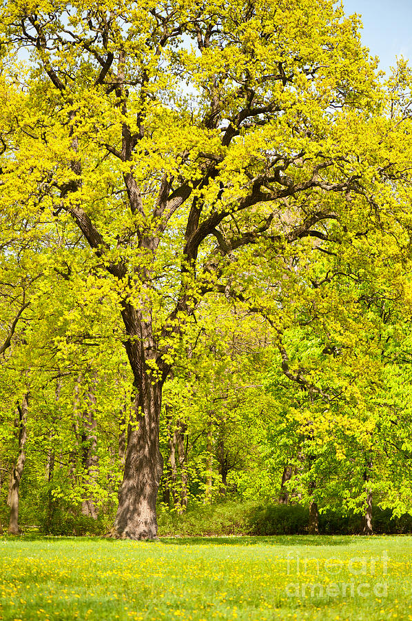 Large spring oak tree Photograph by Arletta Cwalina