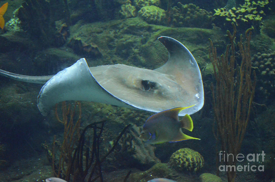 Large Stingray Underwater in The Ocean Along a Reef Photograph by ...