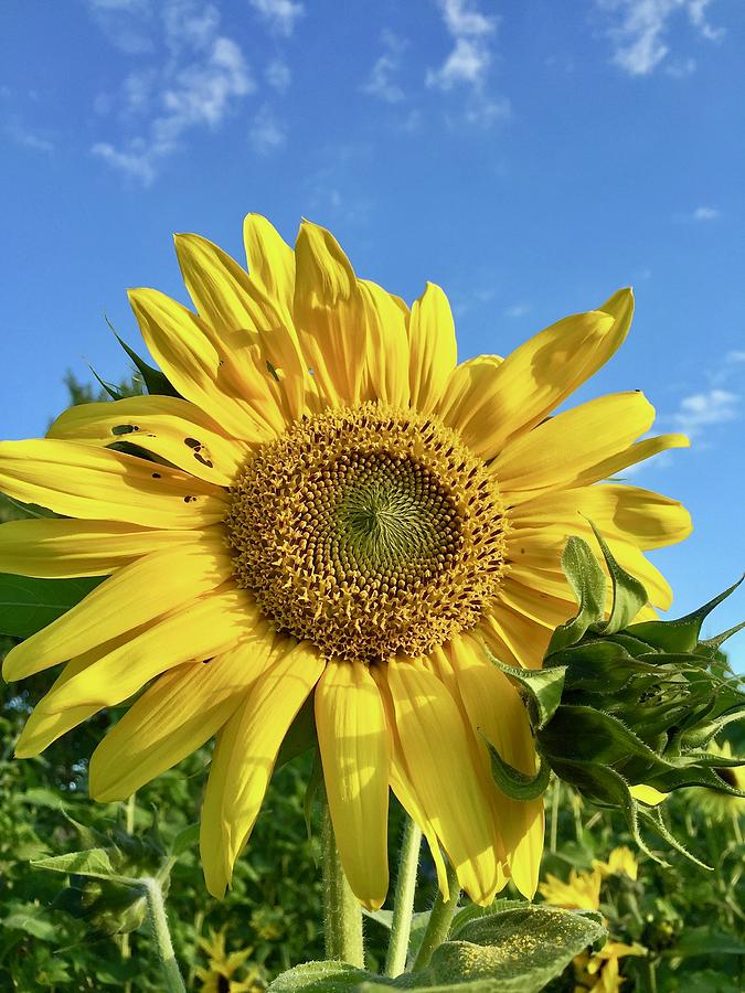 Large Sunflower Photograph by Brian Eberly