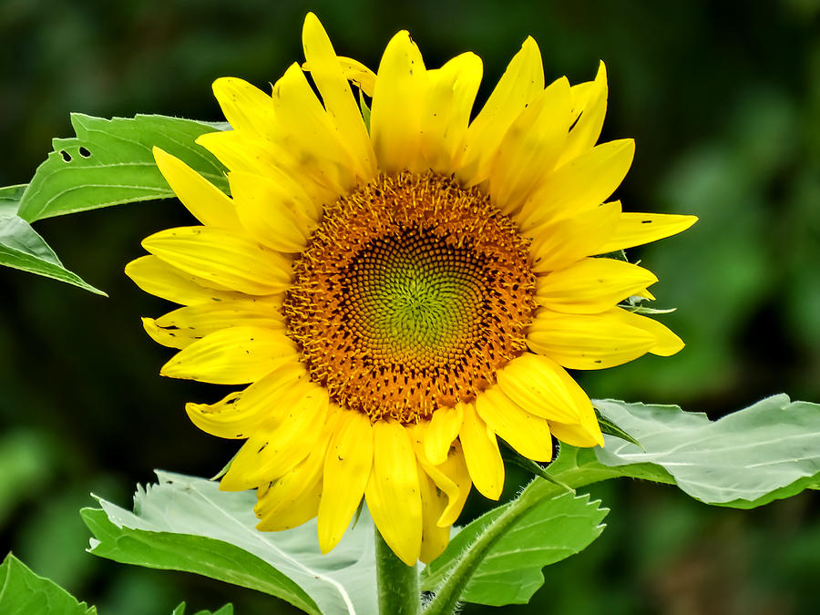 Large Sunflower Photograph by Cynthia Woods - Fine Art America