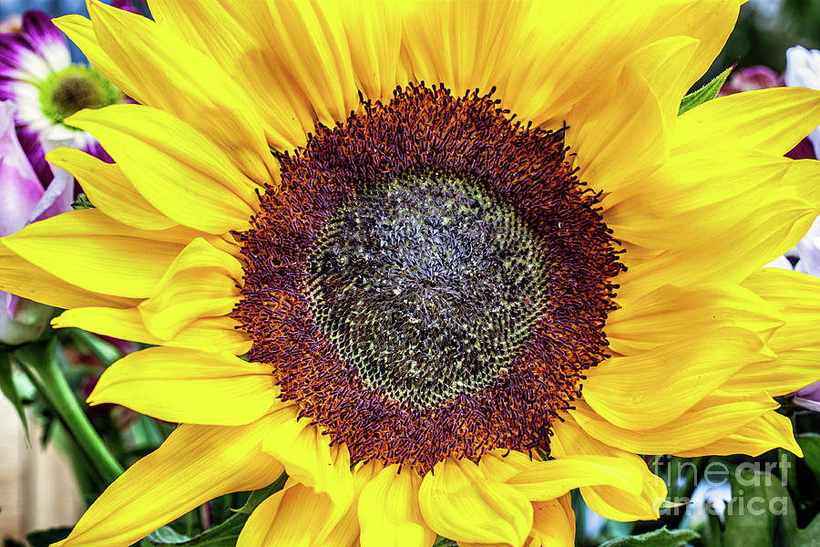 Large sunflower head viewed from above Photograph by Simon Bratt