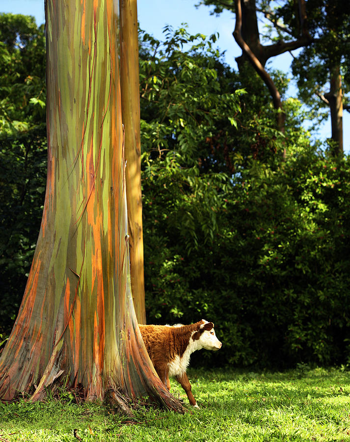 Cow Roaming Among Eucalyptus Photograph by Marilyn Hunt