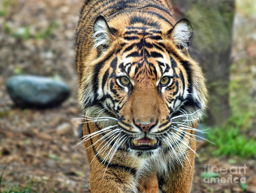 Large Tiger Approaching Photograph by Jim Fitzpatrick