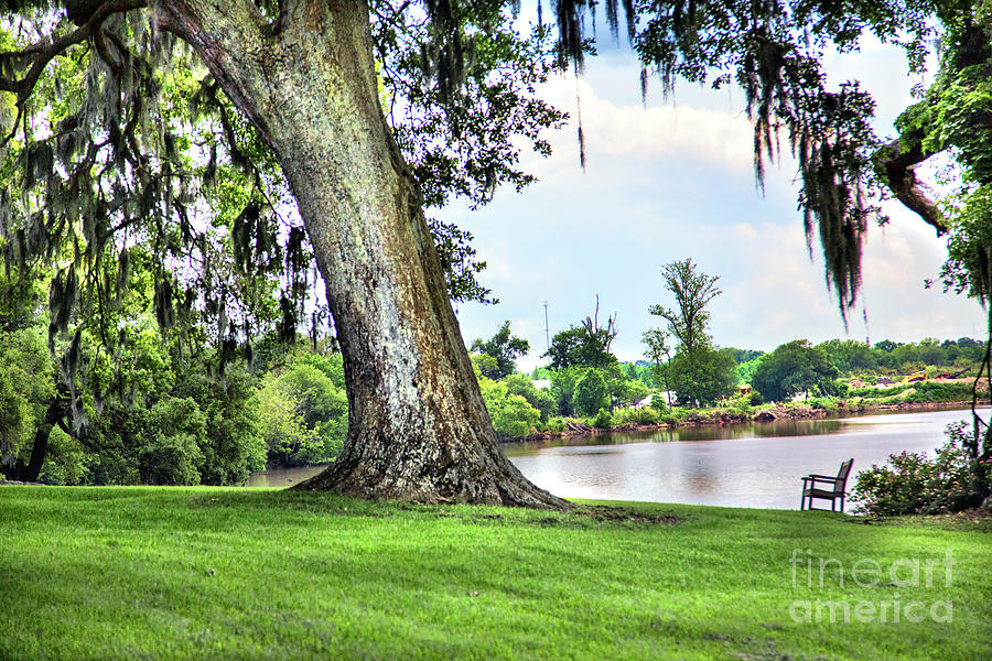 Large Tree Bench Lake Side Louisiana  Photograph by Chuck Kuhn